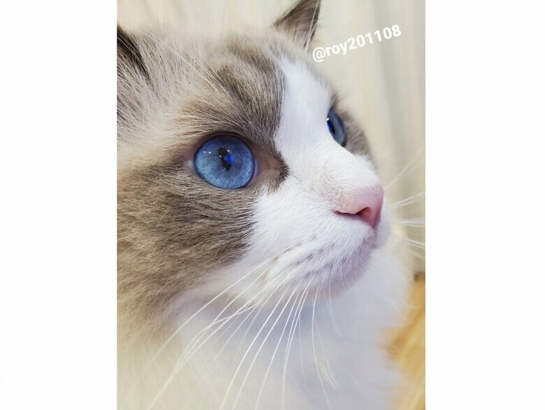 提供：ロイくん@roy201108さん