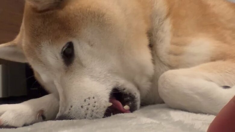 提供：柴犬 sasuke_紗助さん