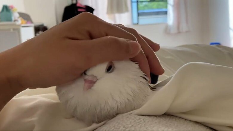 構われるのが好き（提供：ららこさん）