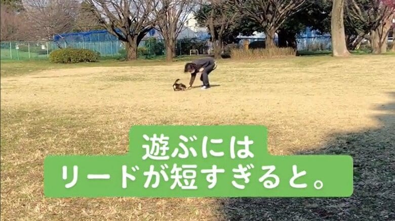 パパさんがポールを投げると…