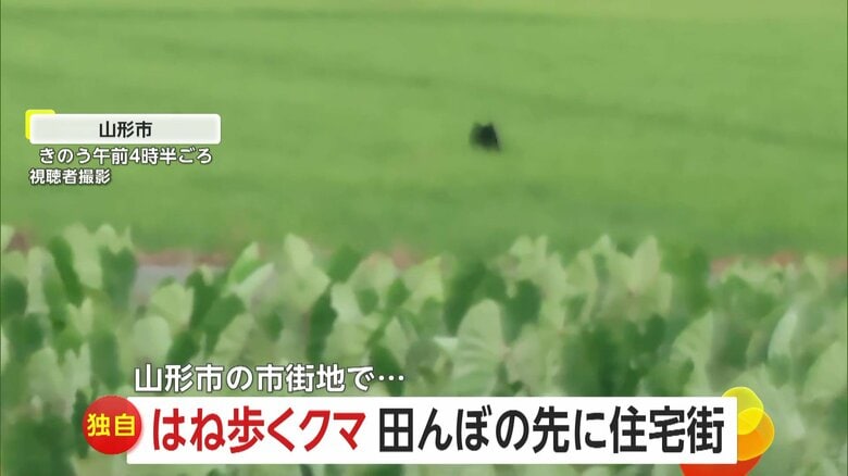 田んぼをはね歩くクマが自転車の男性とニアミスの瞬間①