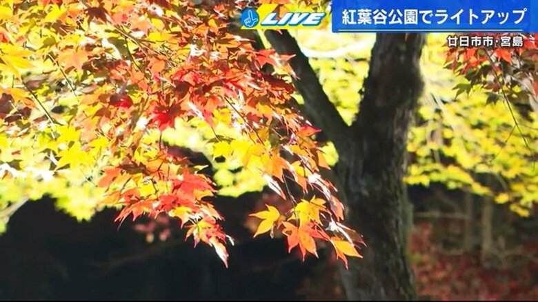 宮島　紅葉谷公園