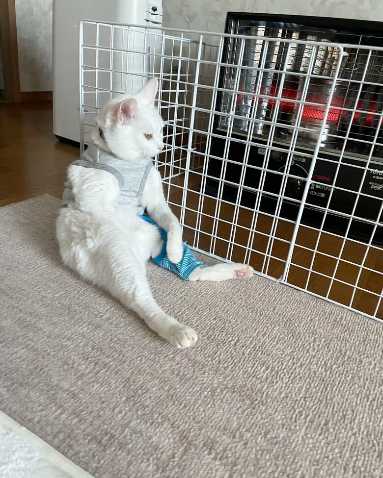 提供：しんばぷーさん