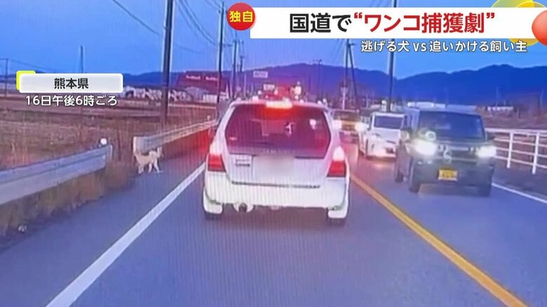 スピードを落としていた撮影者が撮影した小型犬