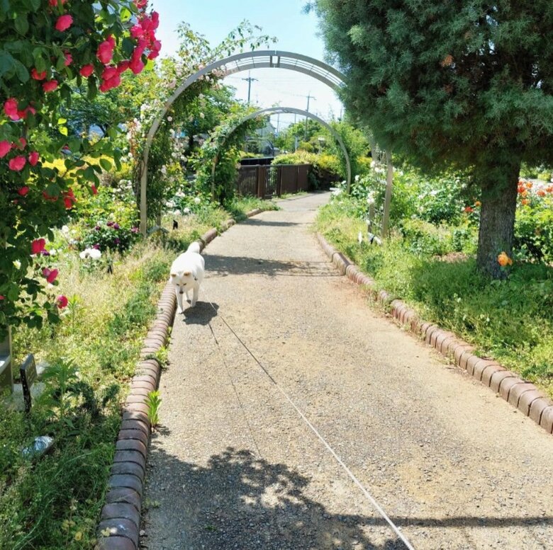 提供： kinako_kinakoさん