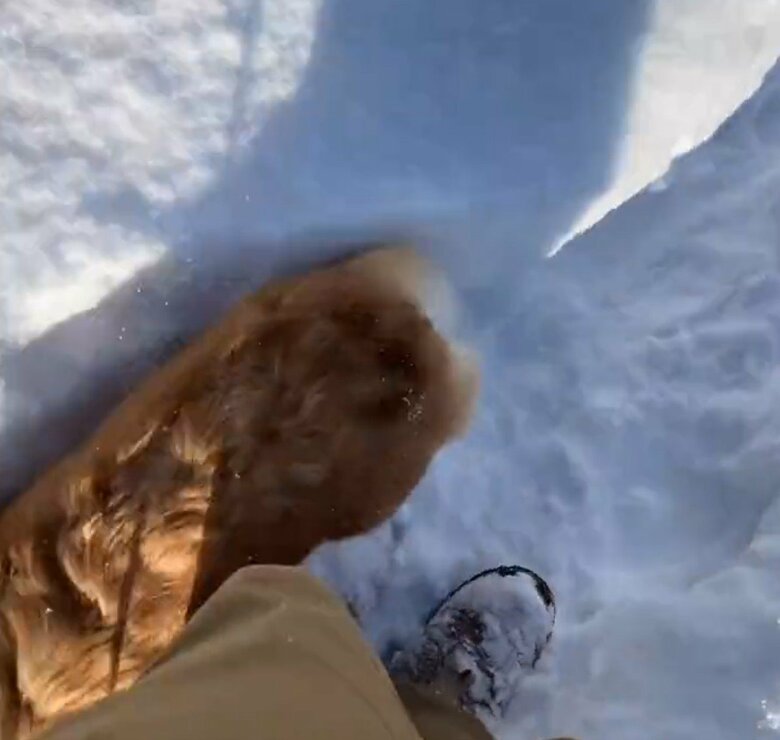 飼い主を通り過ぎて（提供：むぎん家＠きよらさん）