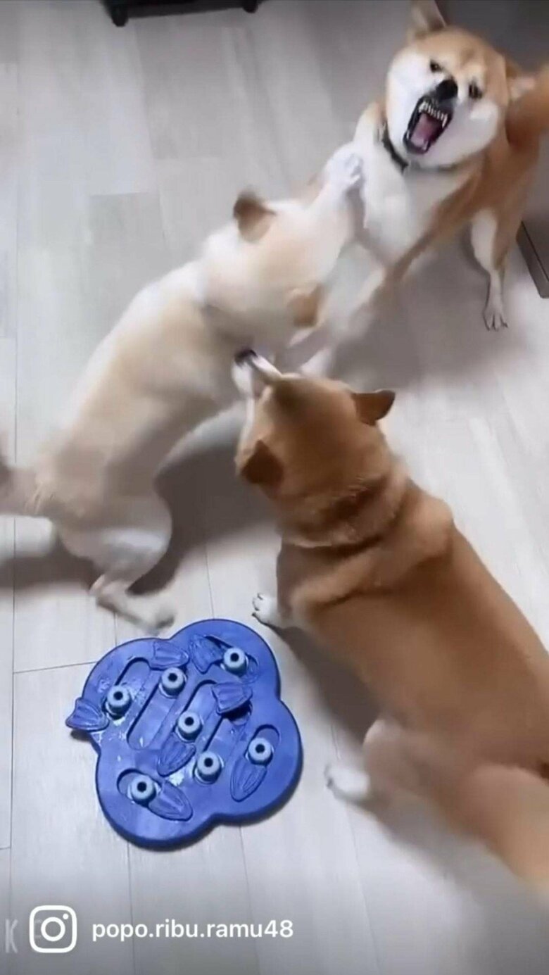 提供：柴犬ポポ(7)リブ(4)ラム(4)さん