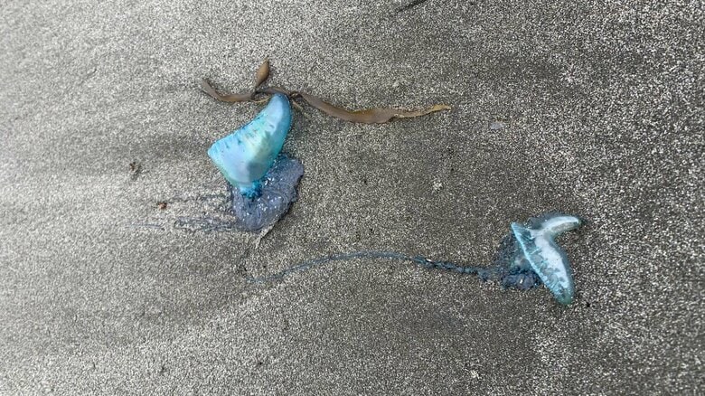 浜では触らないようにしよう（特集班撮影）