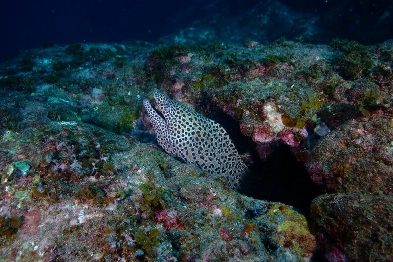 ニセゴイシウツボ（提供：すさみ町立エビとカニの水族館）