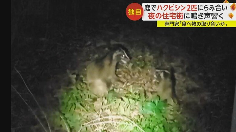 ハクビシン同士の“けんか”の様子