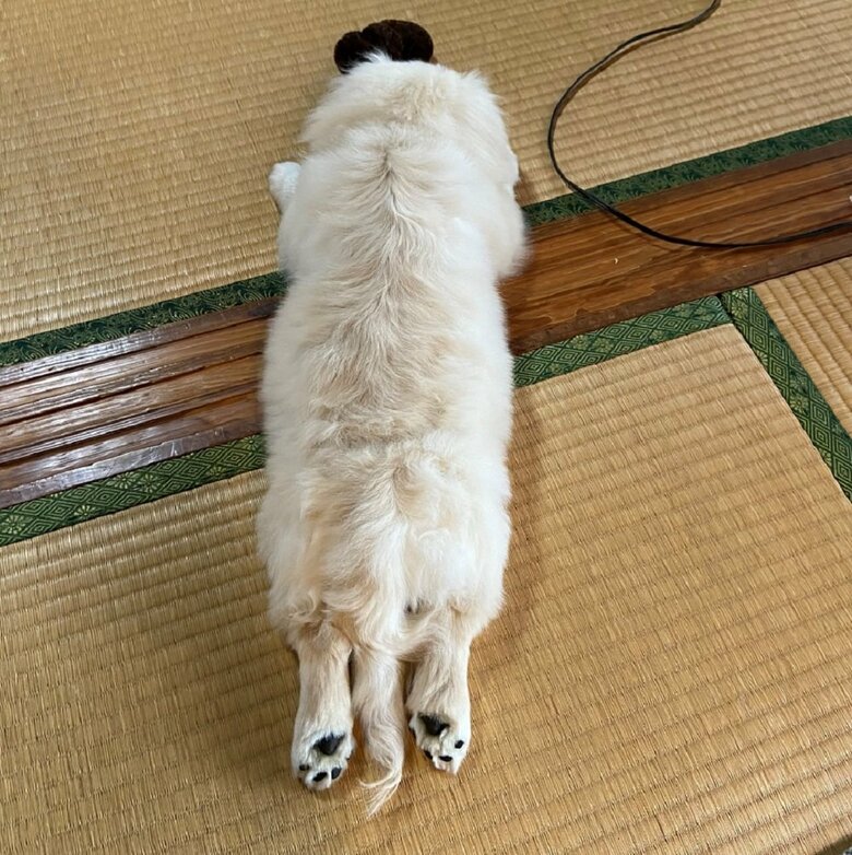 ピシッと脚と尻尾がそろっている