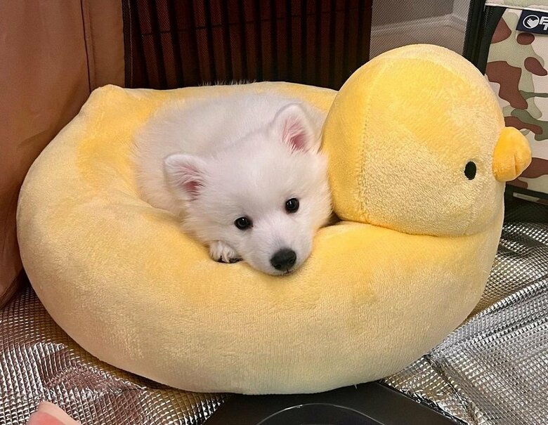 ひよこに乗って…