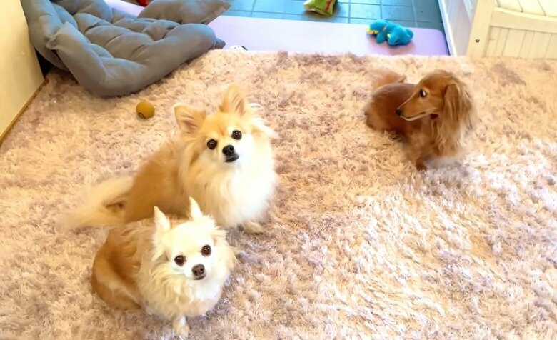 チラッと玄関の方を見る理事長ちゃん（左の2匹は一緒に暮らす店長ちゃんと八丁目ちゃん）