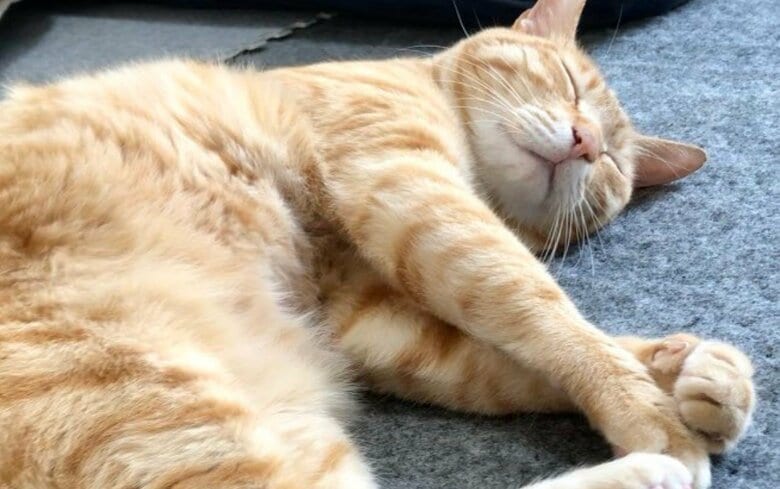 提供：あずきなこさん