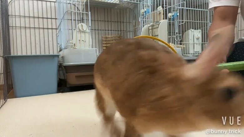 輪っかを通過する
