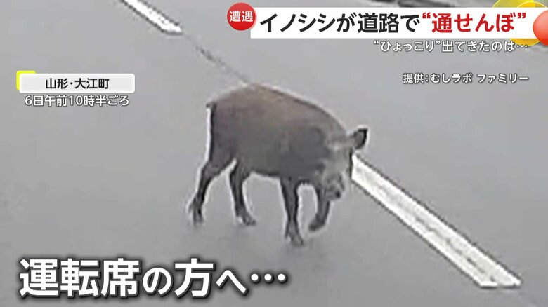 鼻をクンクンさせ、何度も撮影者のほうをじーっと見つめていたイノシシ