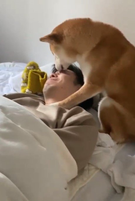 ペロペロ（提供：torakichi602さん）