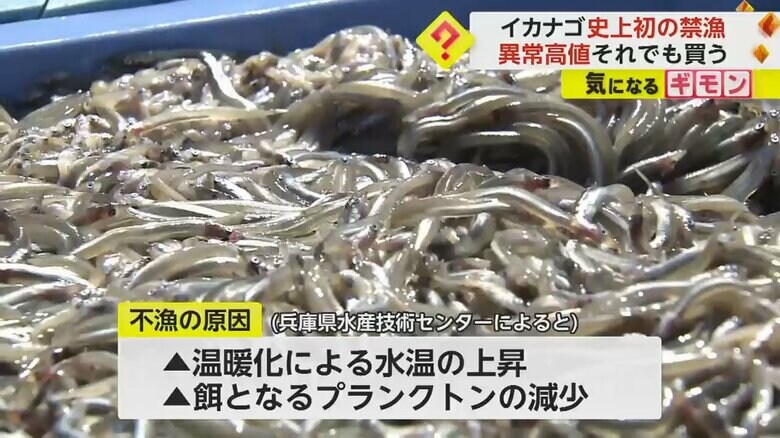 温暖化による影響で不漁が続くイカナゴ