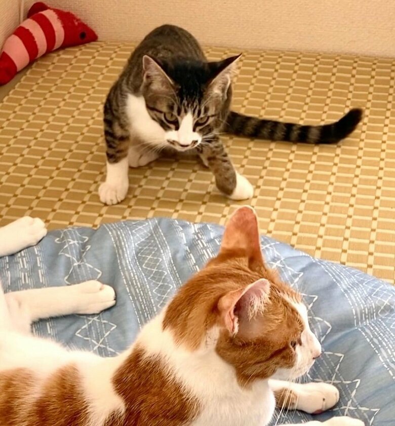 たいてい大三くんから仕掛けるという毎日のプロレスごっこ