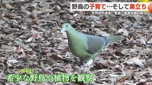 「奄美自然観察の森」で見られる野鳥