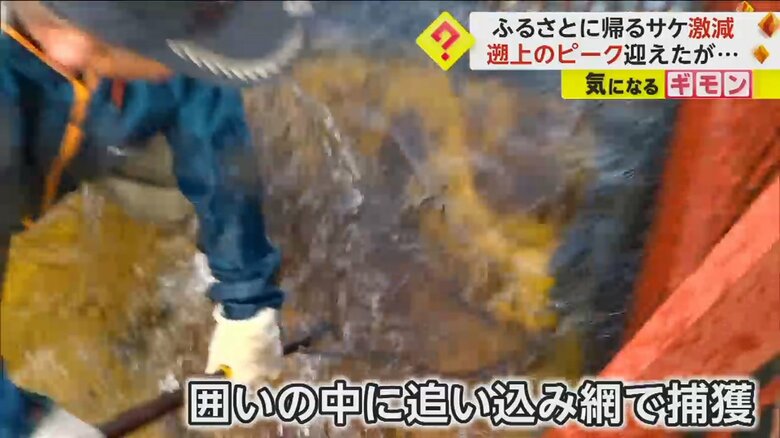 サケを囲いの中に追い込み、網で捕獲する