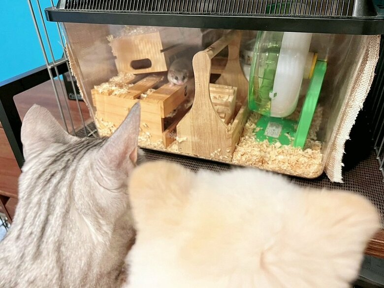 一緒に暮らしているアフリカヤマネのちまきくん（奥）を見つめる、うにちゃん（手前左）とこめたくん（手前右）