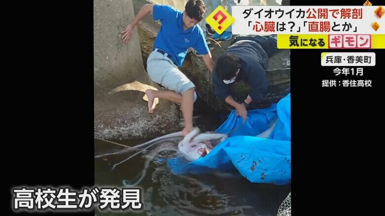 1月、兵庫県香美町の浅瀬で高校生がダイオウイカを発見
