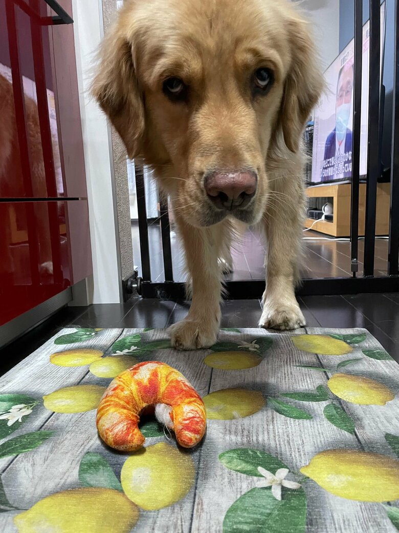 入ってはいけないキッチンにおもちゃを落として、様子をうかがう