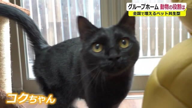 好奇心旺盛・やんちゃな「コクちゃん」