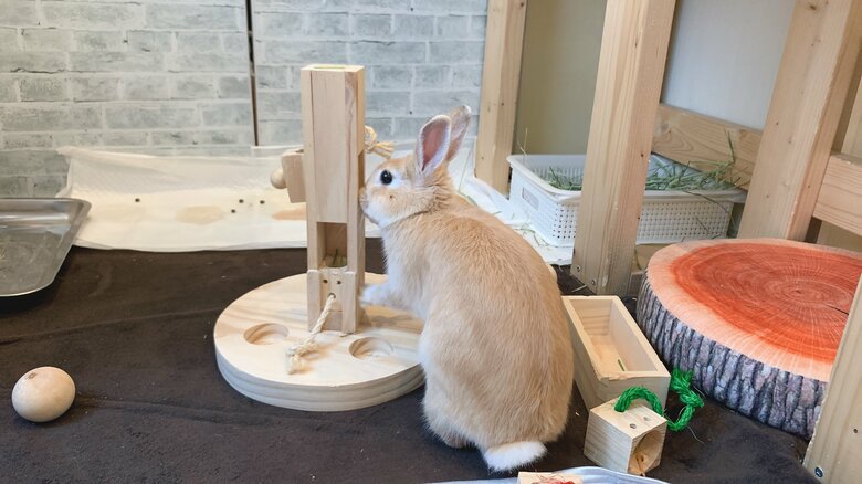 提供：げんまいとうるちさん