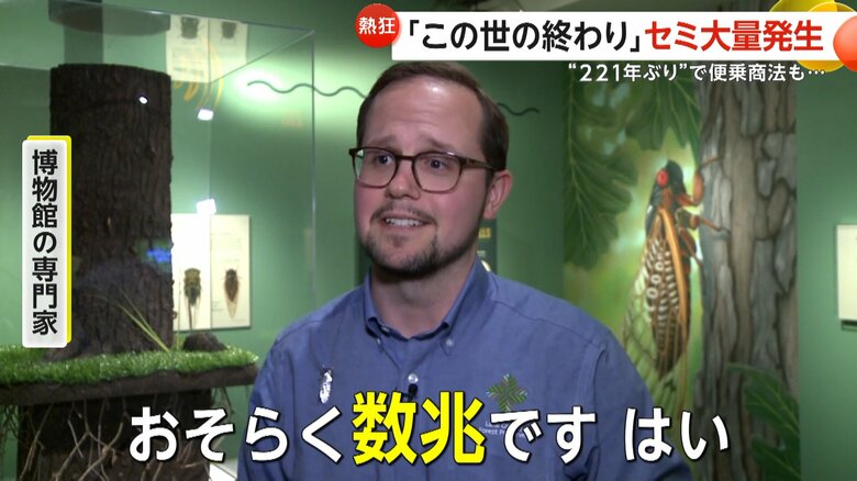 セミの発生数について、「おそらく数兆です」と話す博物館の専門家
