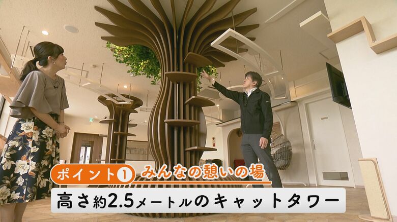 ネコカフェのシンボル・キャットタワー