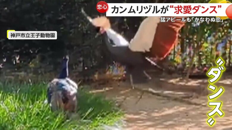 オスのクジャクにダンスを踊っているようアピールしているメスのカンムリヅル