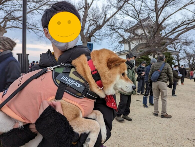 大きくなってからも（提供：柴犬スティーブch【コーギーと猫を添えて】さん）