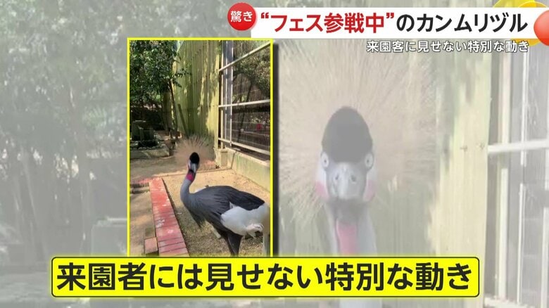 来園者には見せることのない特別な動きだというつゆの行動