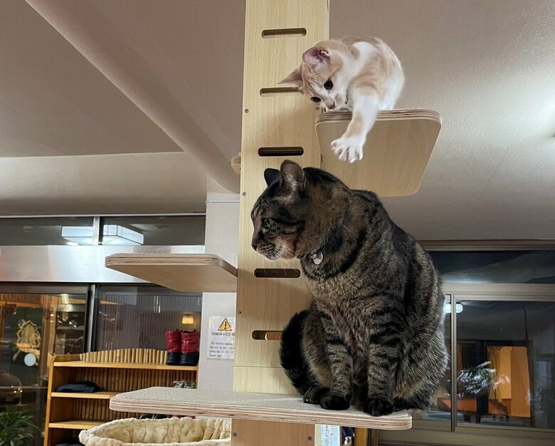 猫同士でいたずらをすることも