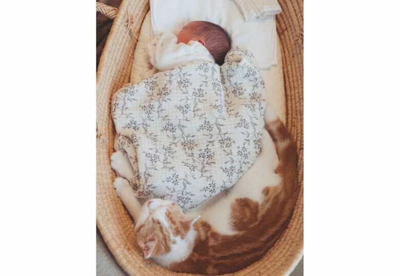 提供：こなつさん