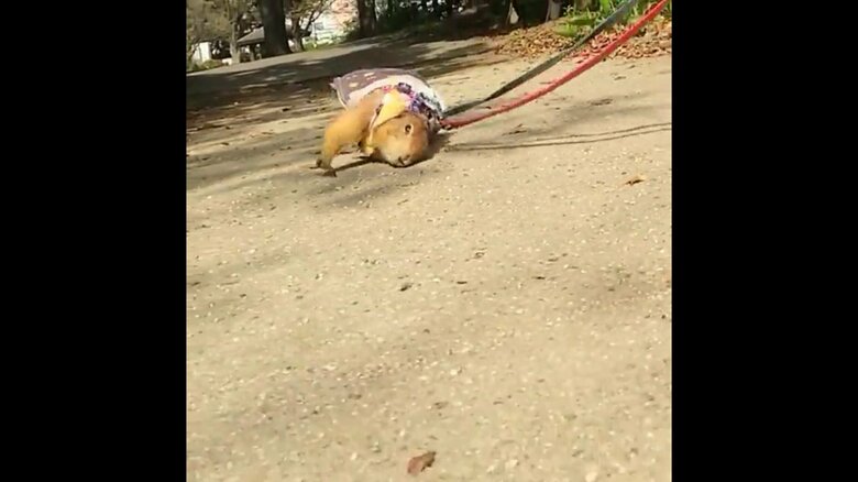 体を地面にこすりつけている