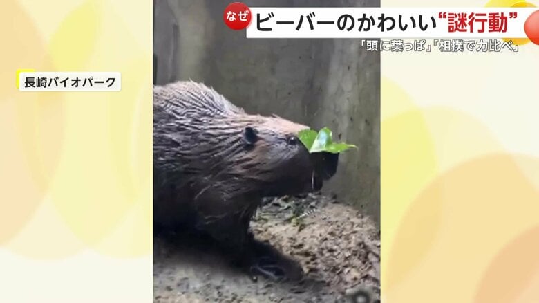 頭に葉っぱのせるビーバー（長崎・西海市の「長崎バイオパーク」）