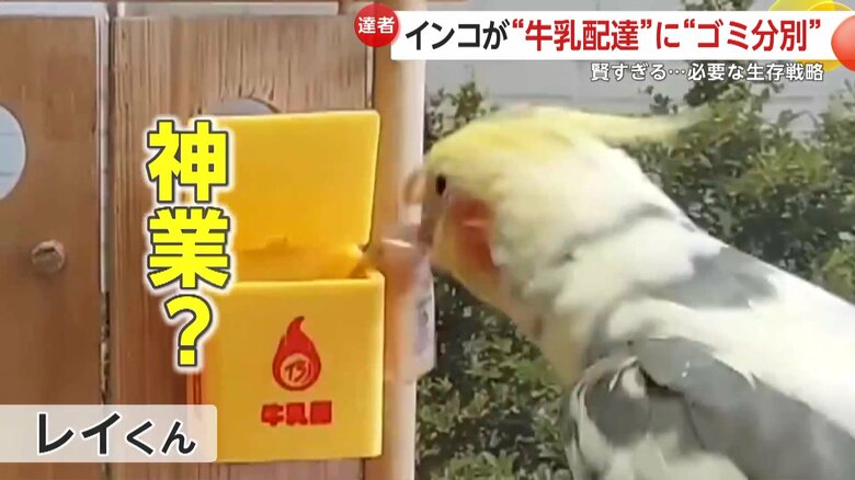 瓶を箱の横にかけるレイくん（映像提供：@mocomaru0901）