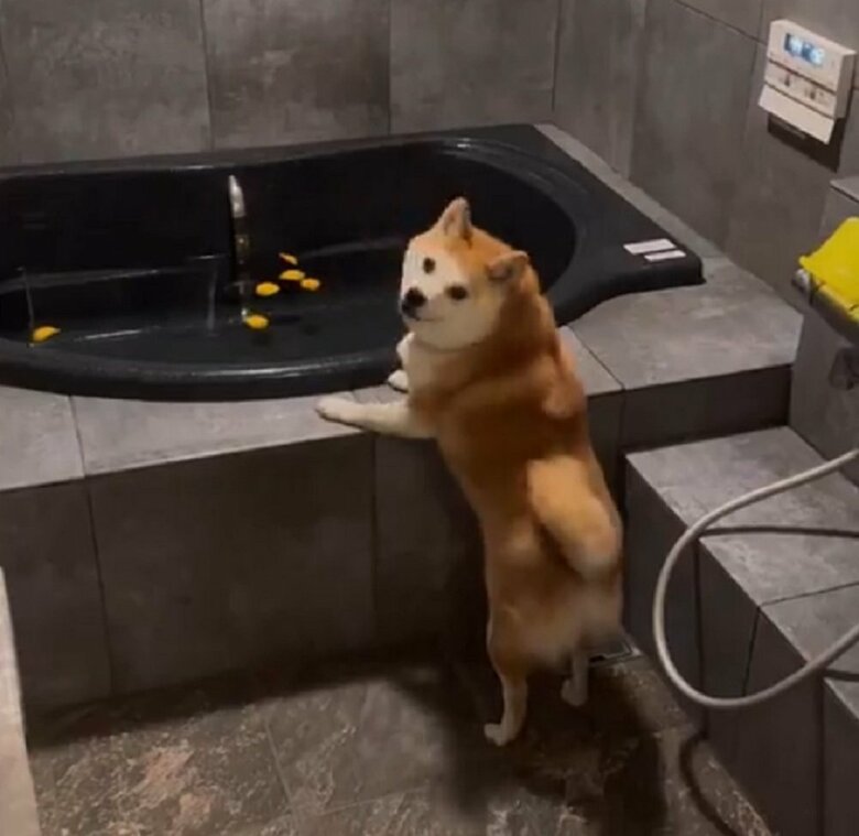 「入れない…」と飼い主さんを振り返るコンちゃん