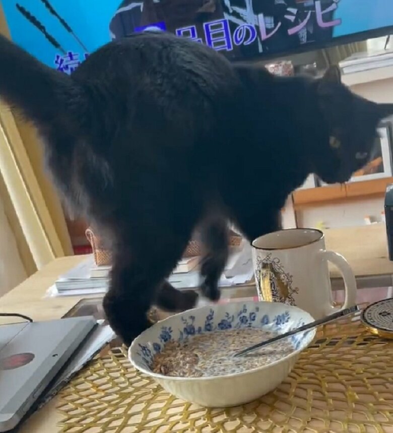 こっちは飲み物かな？と確認しているココちゃん