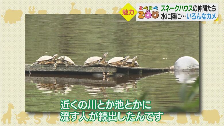 飼育できなくなったカメを流す人が続出･･･