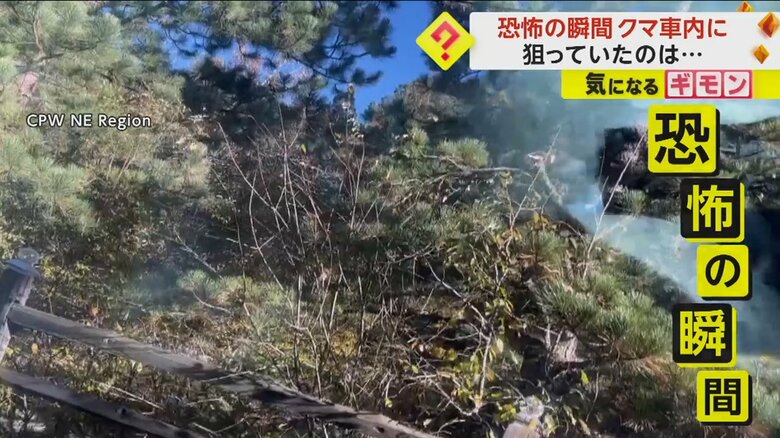 米・コロラド州で、車の中に巨大なクマが侵入した際の映像
