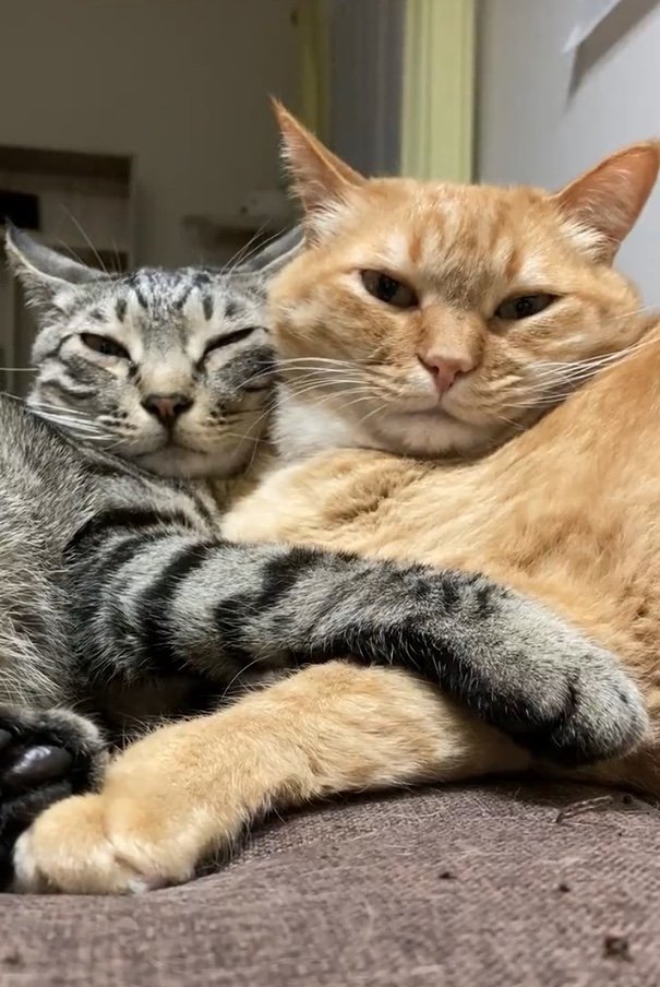 提供：かぎしっぽすず&つむぎさん