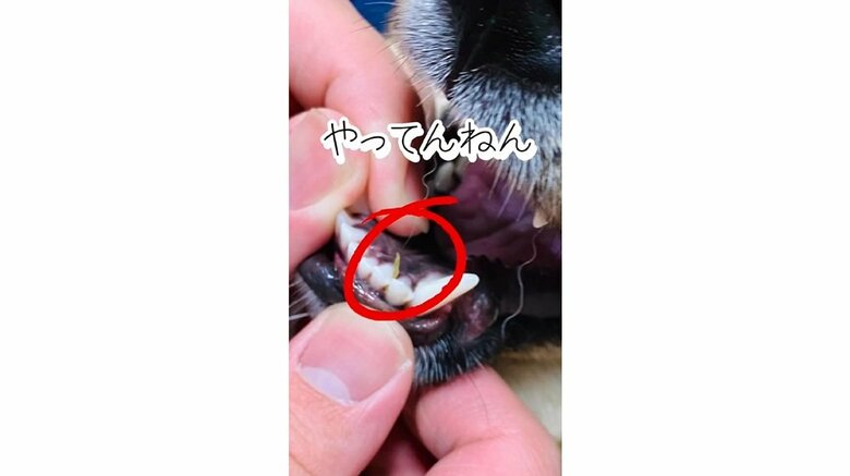 口の中にはしっかりと制作した証拠が…