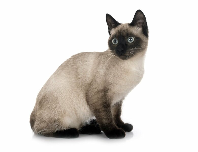 シャム猫（画像はイメージ）