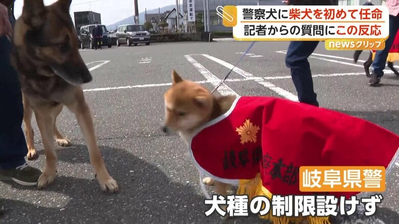 新たに警察犬として任命された2歳の柴犬