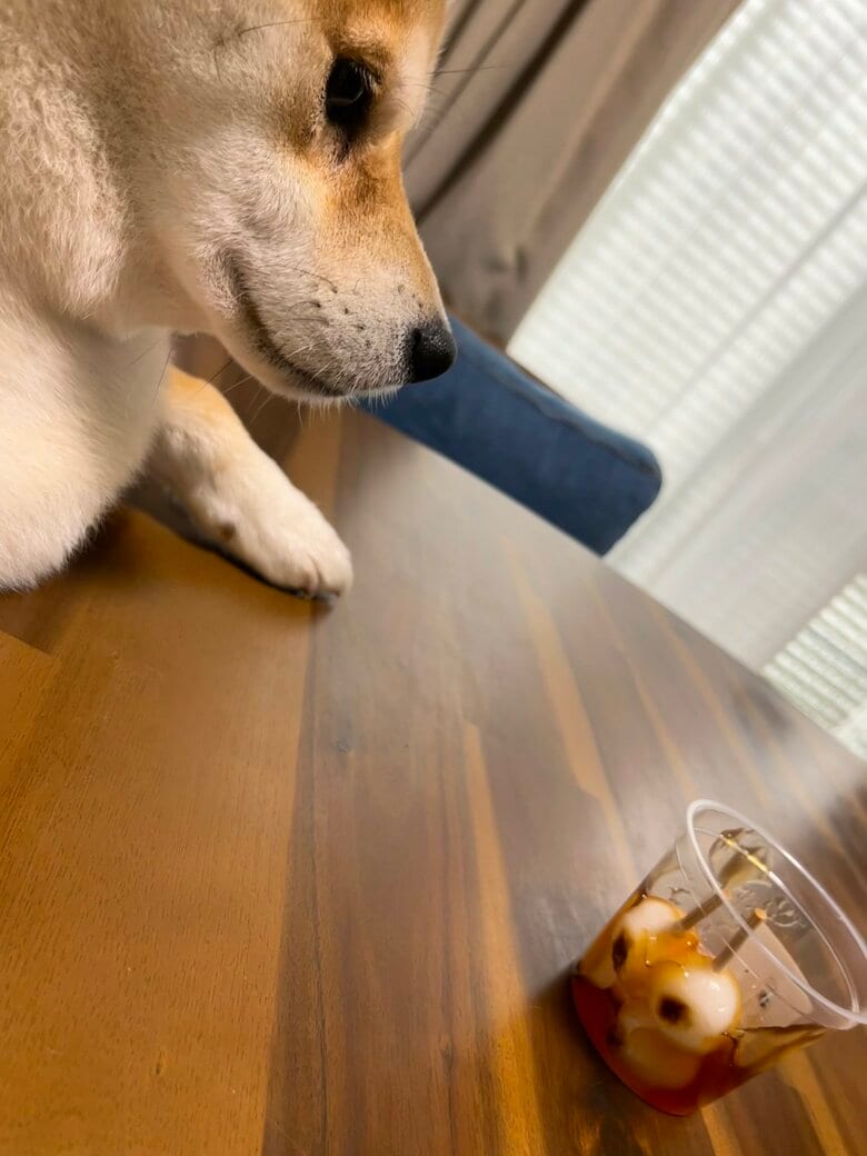 提供：柴犬こちゃんさん