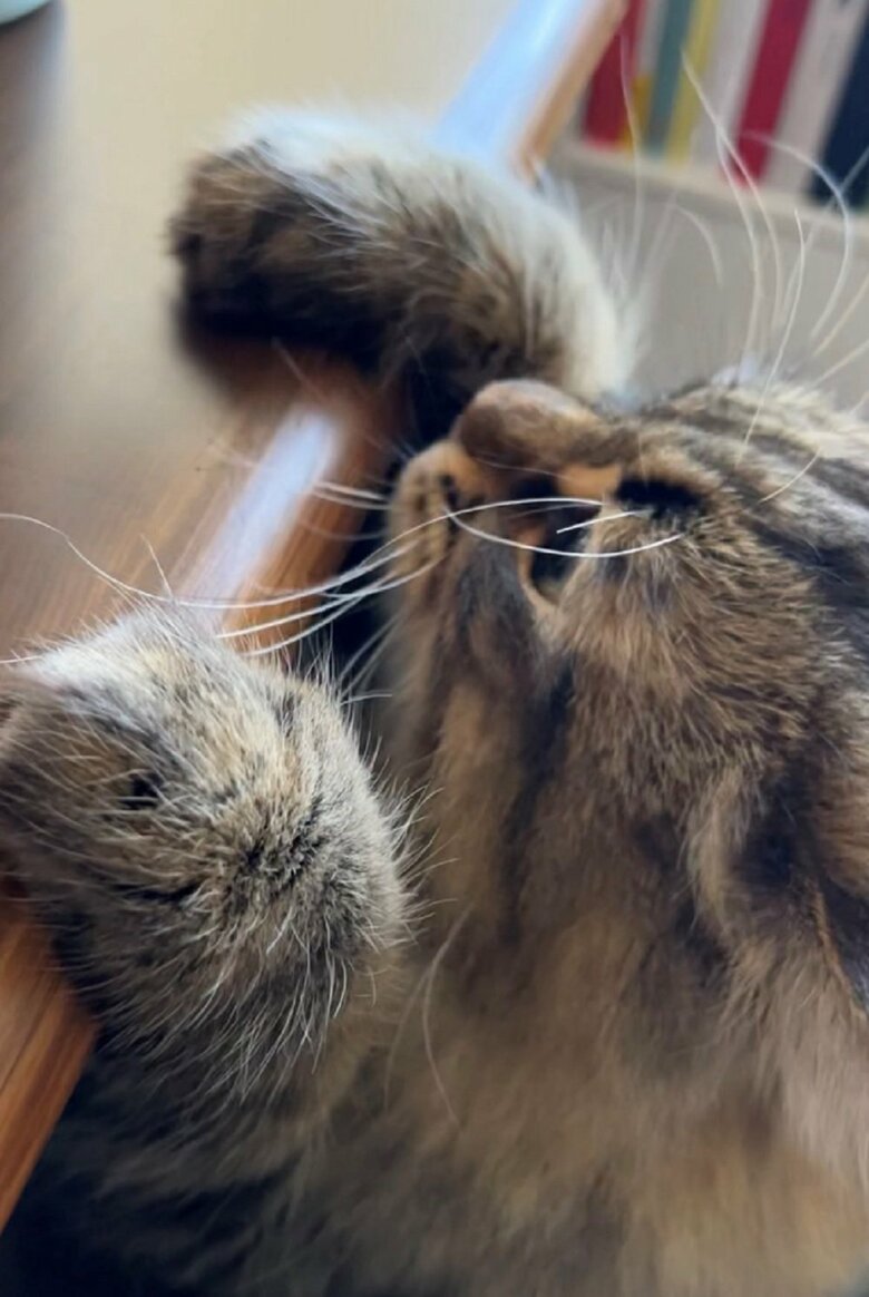机の上が気になる？ふわふわの手がかわいい